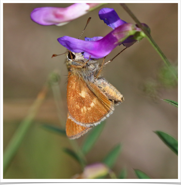 Snow's Skipper